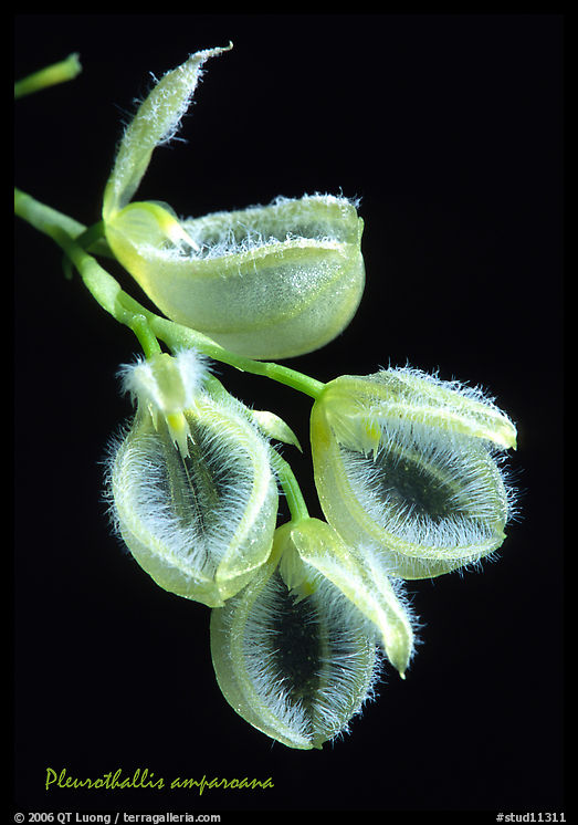Pleurothallis amparoana. A species orchid