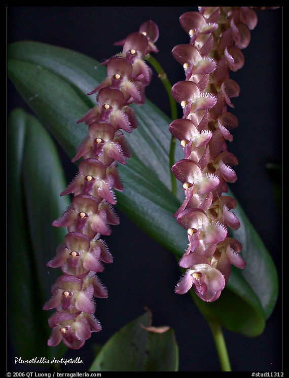 Pleurothallis dentipetalla. A species orchid