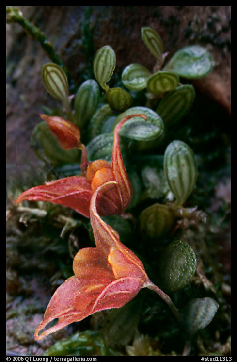 Pleurothallis dressleri. A species orchid