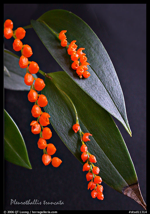 Pleurothallis truncata. A species orchid