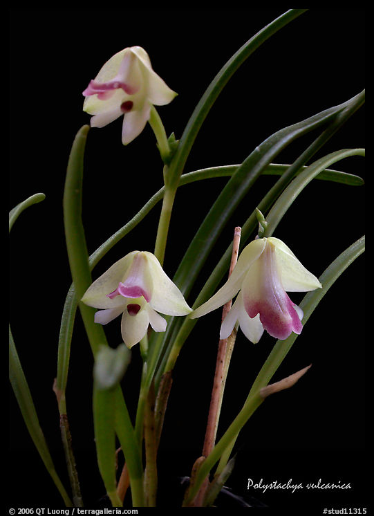 Polystachya vulcanica. A species orchid