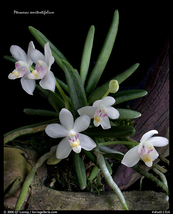 Pteroceras semiteretifolium. A species orchid