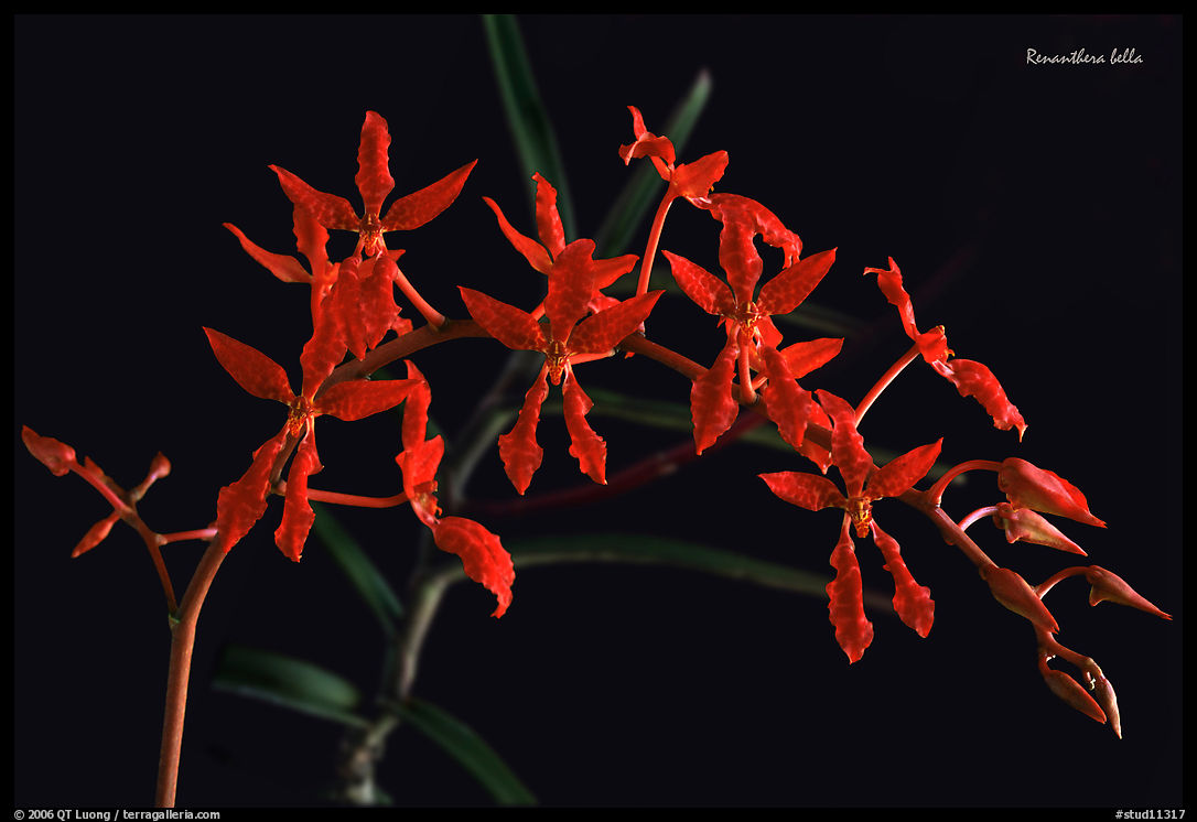 Renanthera bella. A species orchid