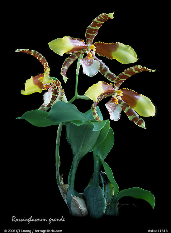 Rossioglossum grande. A species orchid