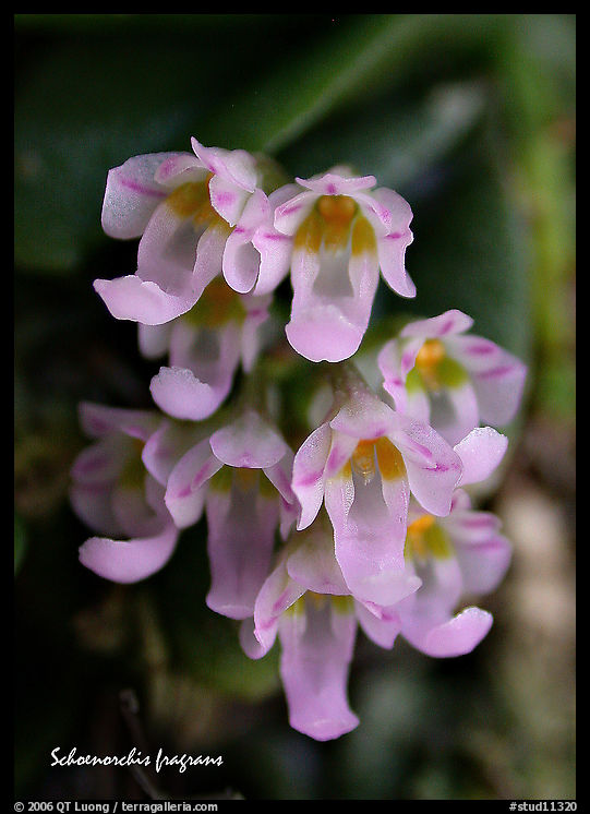 Schoenorchis fragrans. A species orchid