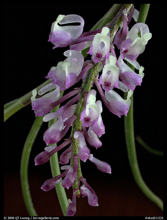 Schoenorchis juncifolia. A species orchid