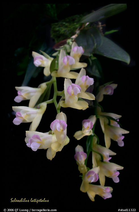 Scleochilus latipetalus. A species orchid