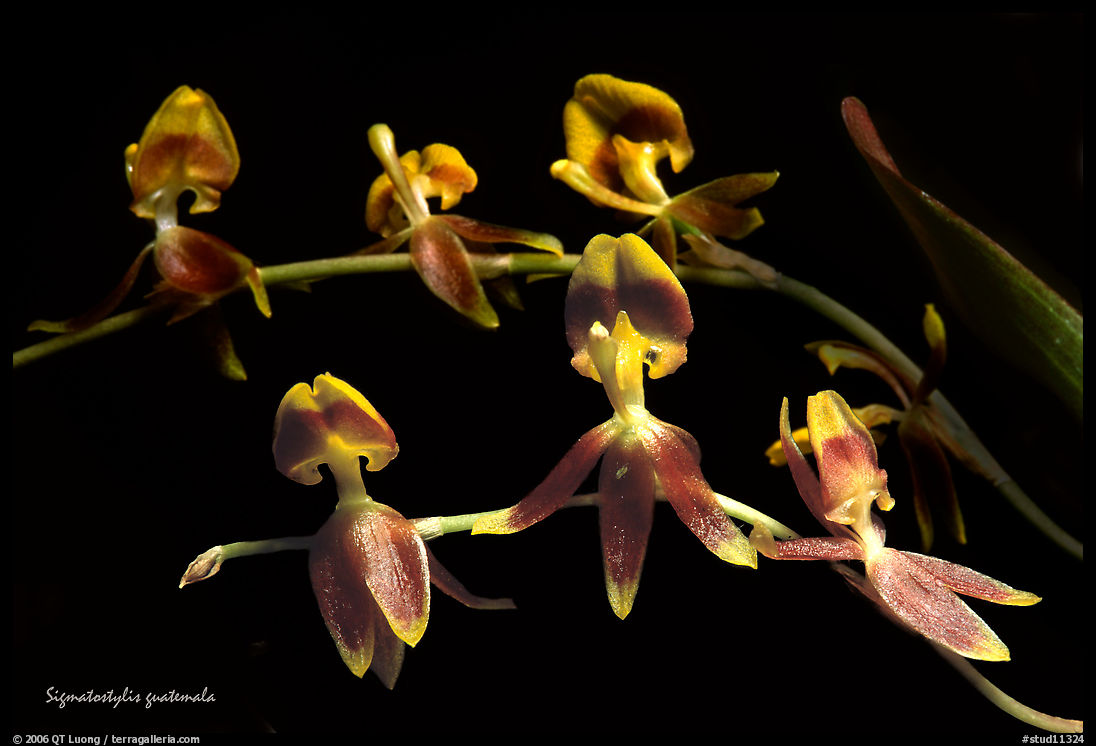 Sigmatostylis guatemala. A species orchid