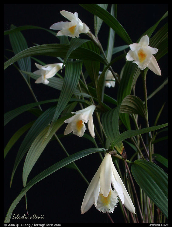 Sobralia allenii. A species orchid