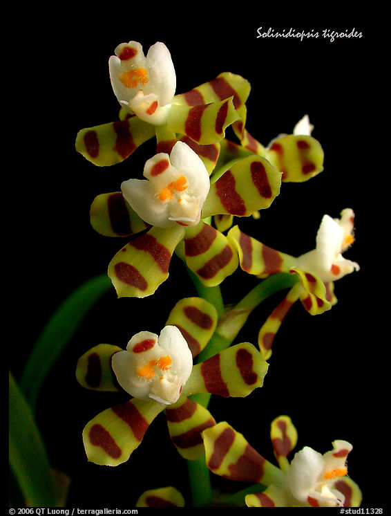 Solinidiopsis tigriodes. A species orchid