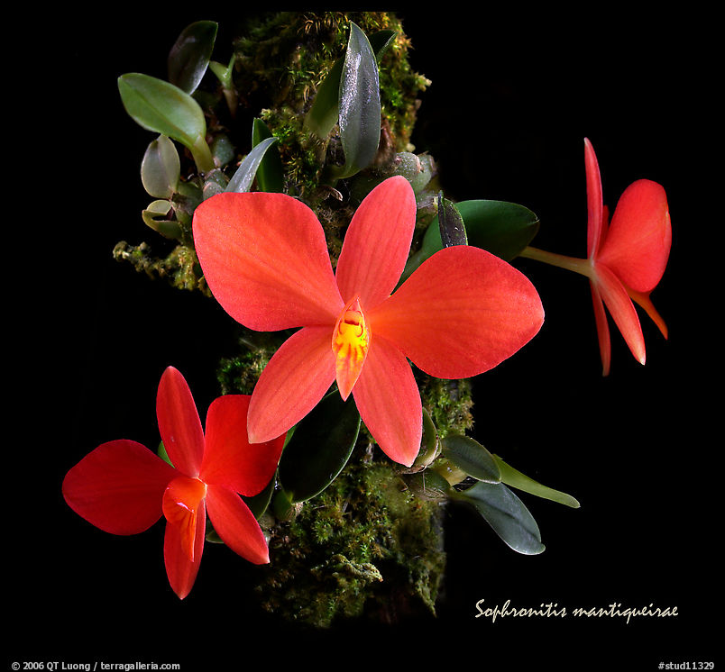 Sophronitis mantiquerae. A species orchid