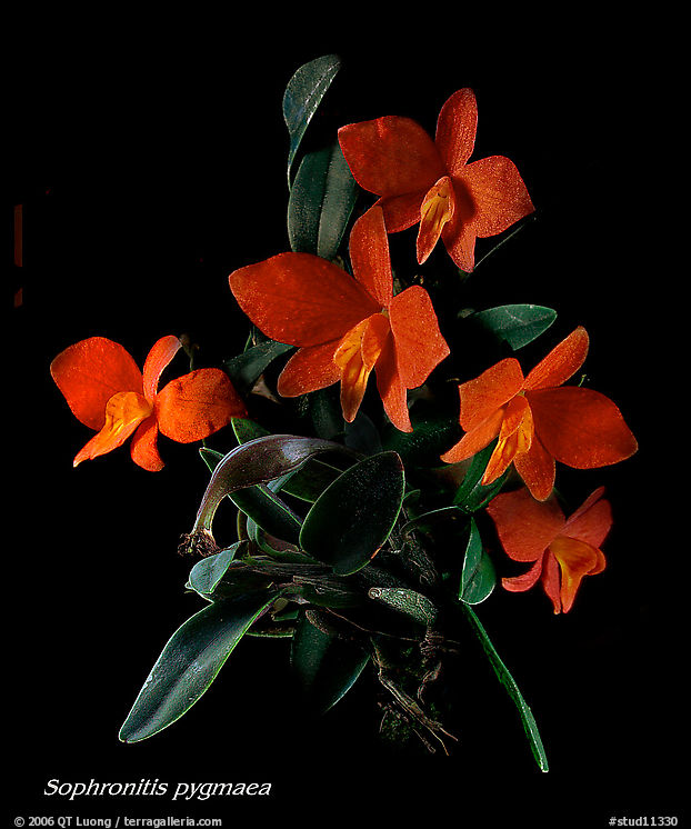 Sophronitis pygmaea. A species orchid