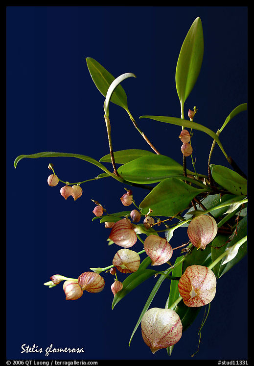 Stelis glomerosa. A species orchid