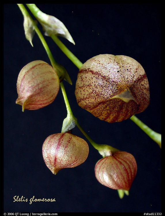 Stelis glomerosa. A species orchid