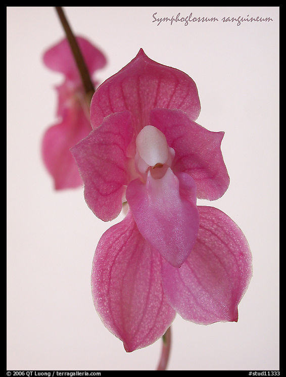 Symphoglossum sanguineum. A species orchid