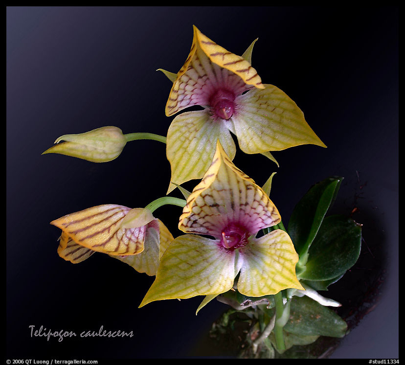 Telipogon caulescens. A species orchid