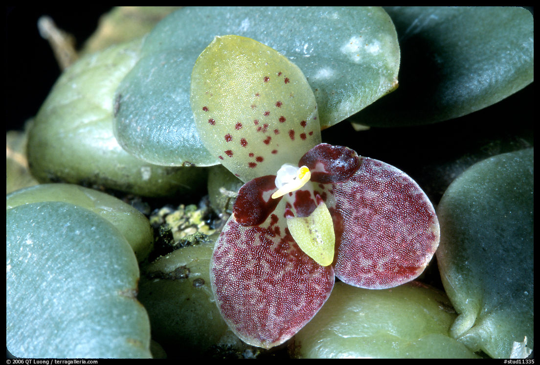 Trias cambodiana. A species orchid