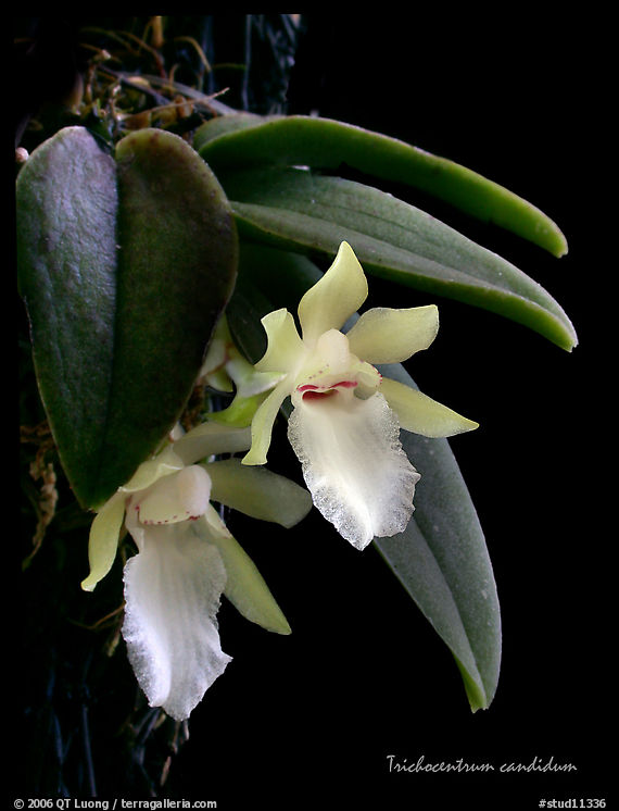 Trichocentrum candidum. A species orchid