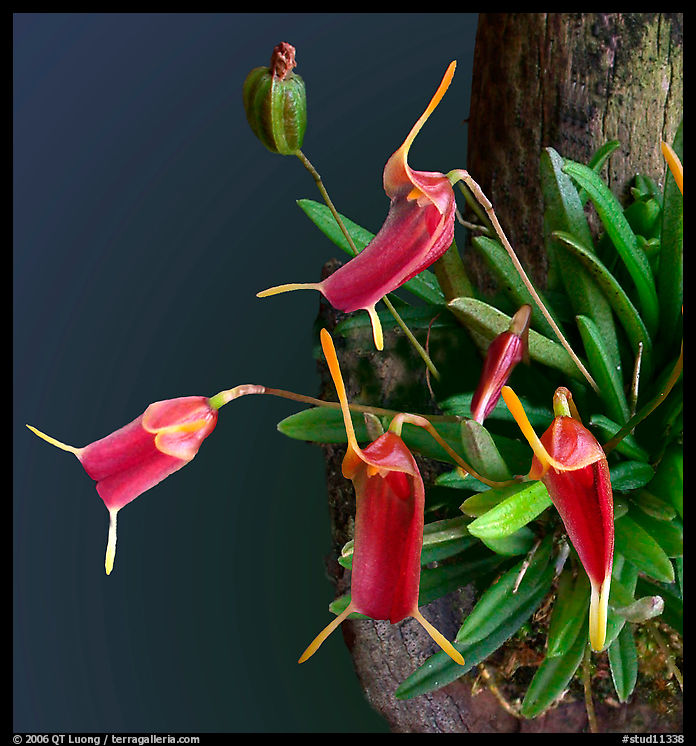 Trisetella triglochin. A species orchid