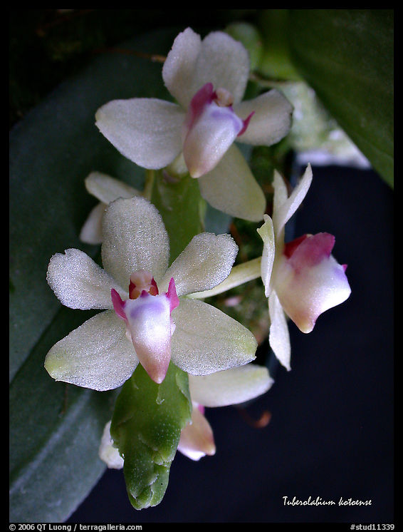 Tuberolabium kotoense. A species orchid