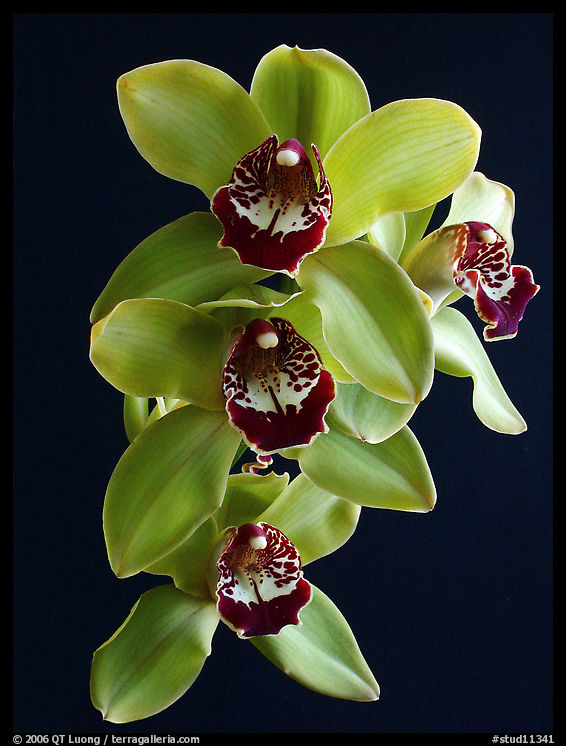Cymbidium Atlantic Crossing 'Featherhill'. A hybrid orchid