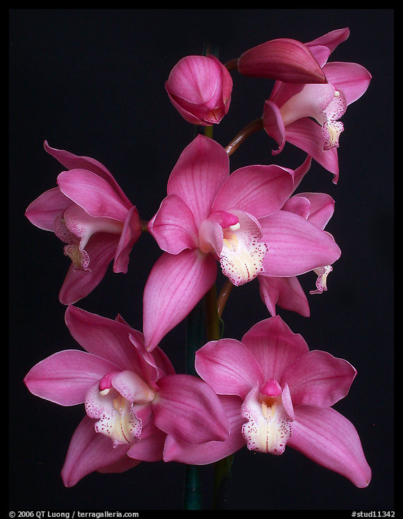 Cymbidium Baltic Sweetheart 'Sarah'. A hybrid orchid