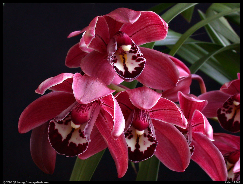 Cymbidium Cherry Cola. A hybrid orchid