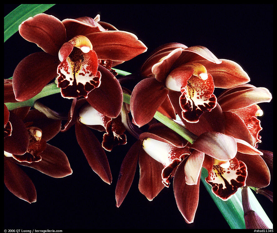 Cymbidium Crackerjack 'Midnight Magic'. A hybrid orchid