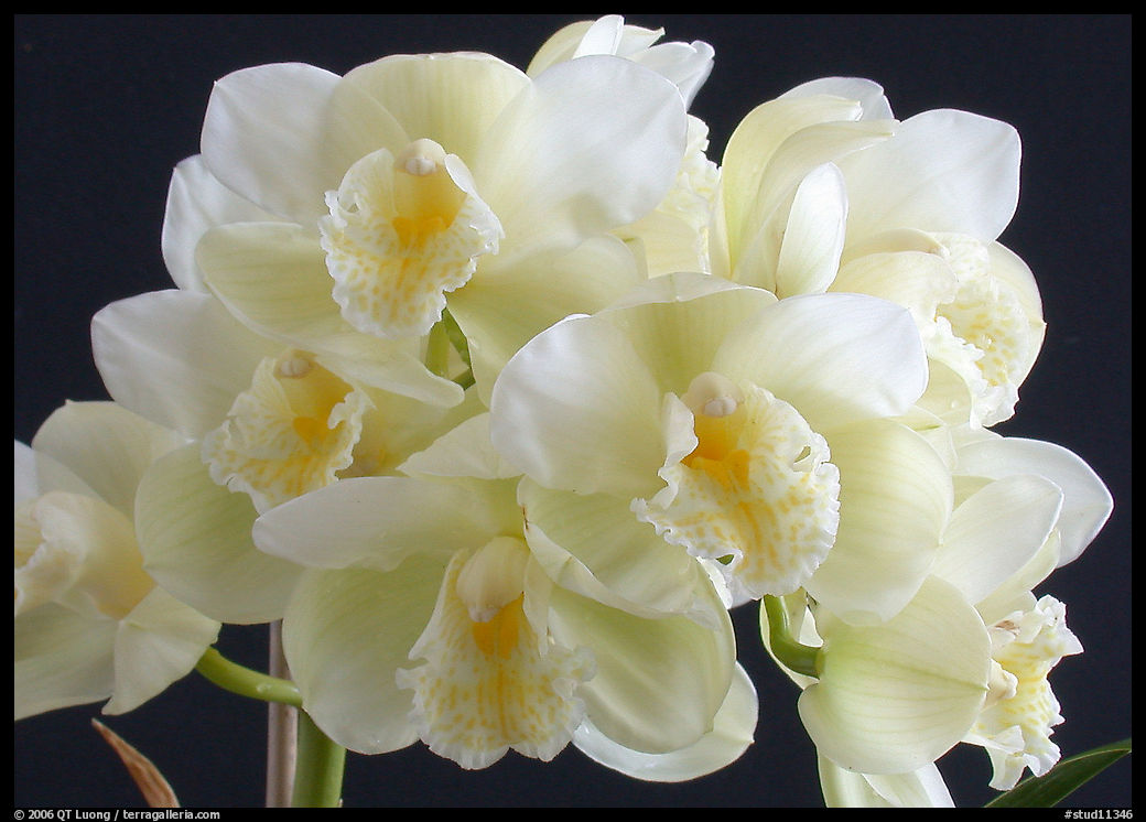Cymbidium Culpaulin 'Ice Green'. A hybrid orchid