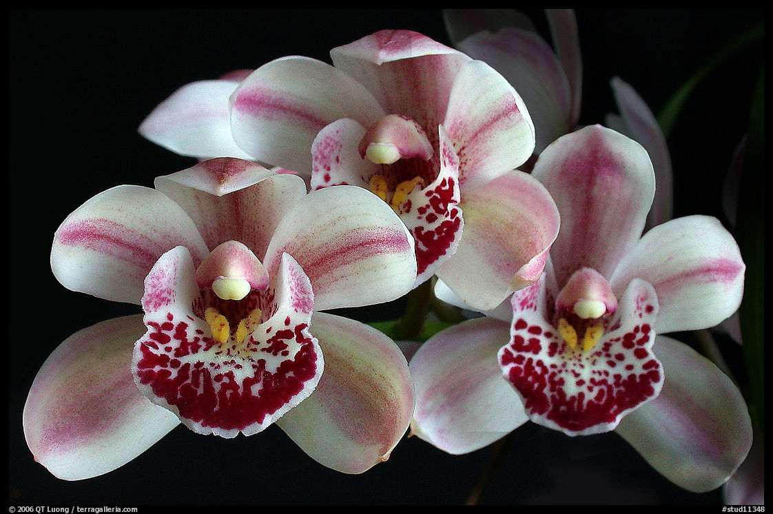 Cymbidium Emma's Love 'Cherry Chip'. A hybrid orchid