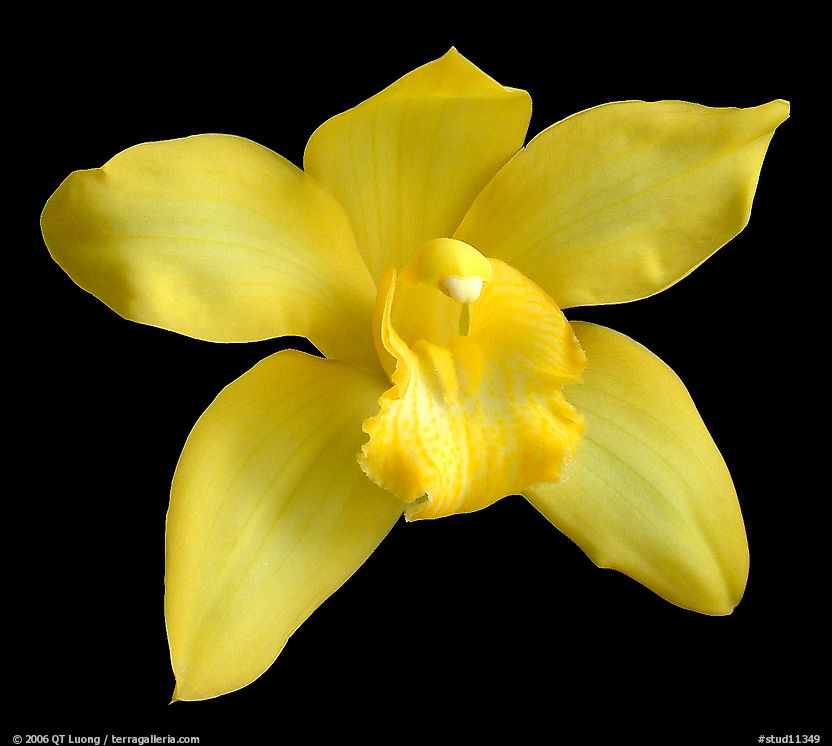 Cymbidium Enzan Delight 'Flourish'1. A hybrid orchid