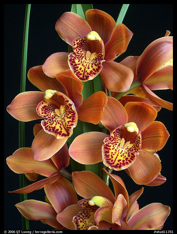Cymbidium Enzan Forest 'Majolica'. A hybrid orchid