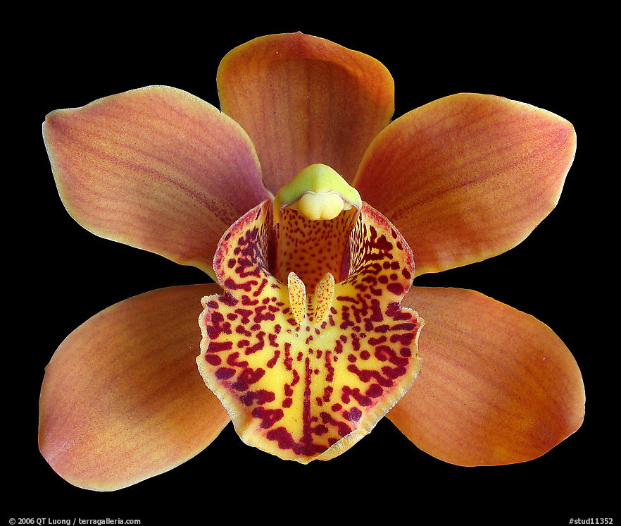 Cymbidium Enzan Forest 'Majolica'2. A hybrid orchid
