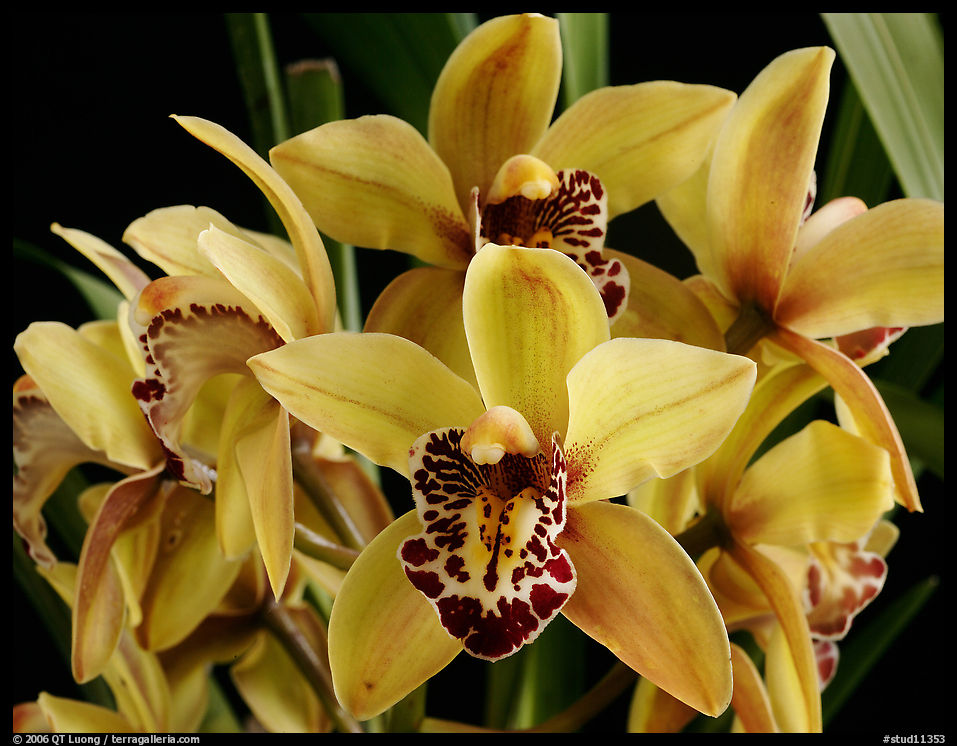 Cymbidium Gordon Gibb 'Dashing'. A hybrid orchid