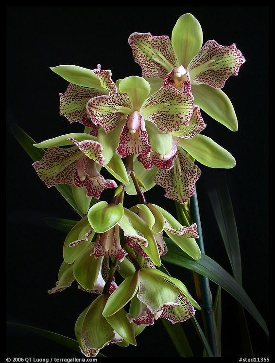 Cymbidium Isle 'Flamingo'. A hybrid orchid