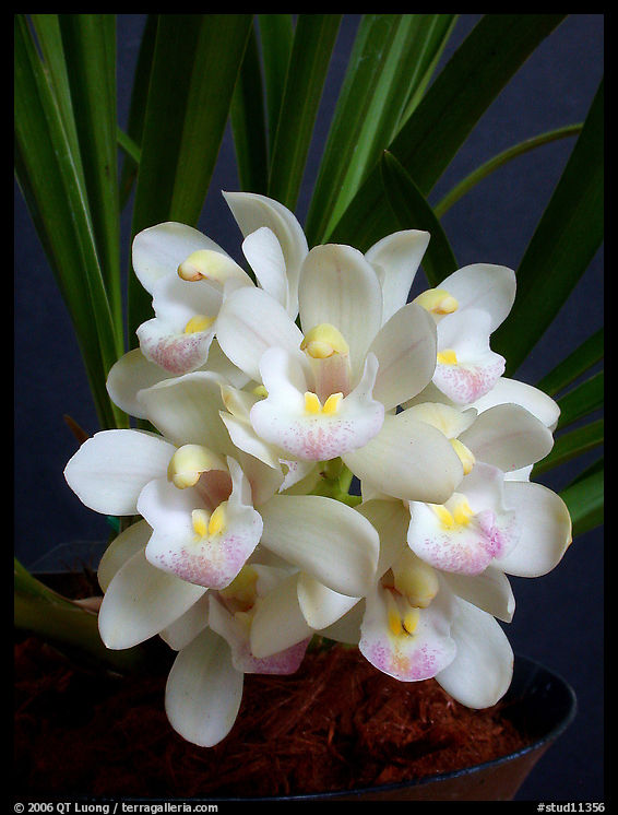 Cymbidium Janis Lin 'Emily Kate'. A hybrid orchid