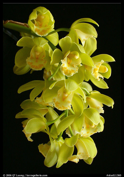 Cymbidium Mini Mary 'Grenadier'. A hybrid orchid