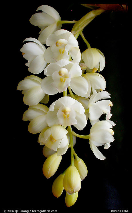 Cymbidium Mini Sarah 'Pearl Fall'. A hybrid orchid
