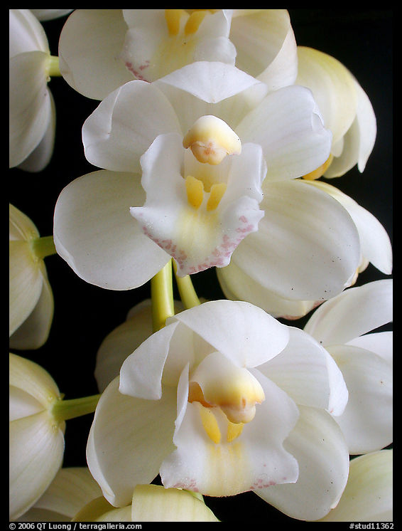 Cymbidium Mini Sarah 'Pearl Falls'. A hybrid orchid