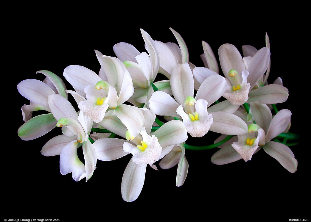 Cymbidium Music Box Dancer. A hybrid orchid