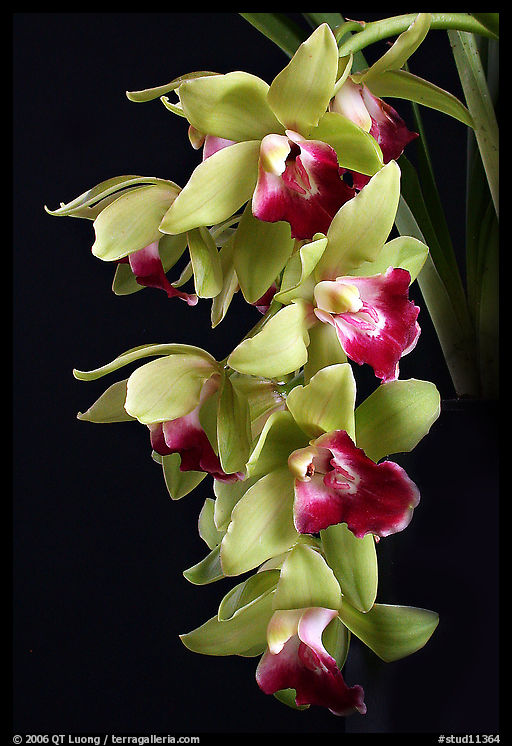 Cymbidium Pearl Dawson 'Procyon'. A hybrid orchid