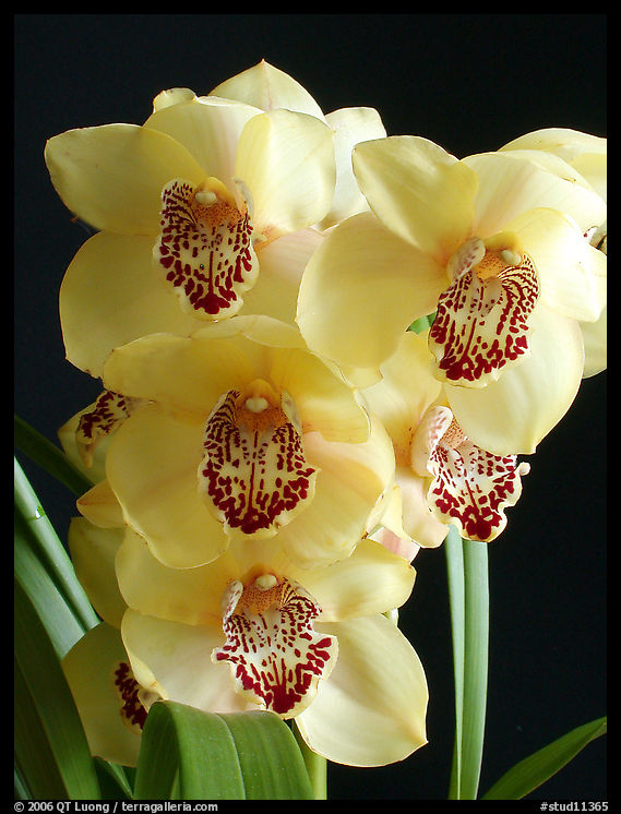 Cymbidium Pine Clash 'Moon Venus'. A hybrid orchid