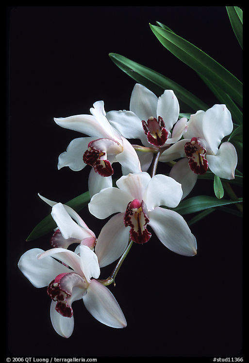 Cymbidium Rincon Lady 'Zita'. A hybrid orchid