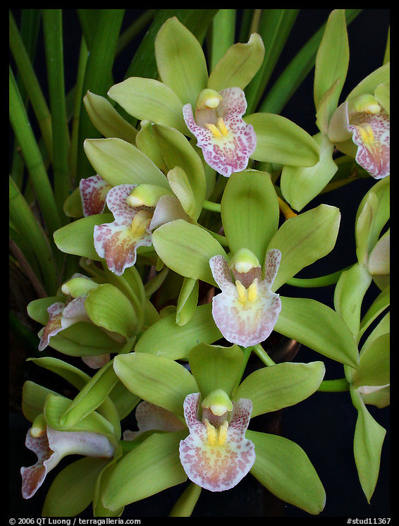 Cymbidium Sarah Jean 'Karen'1. A hybrid orchid