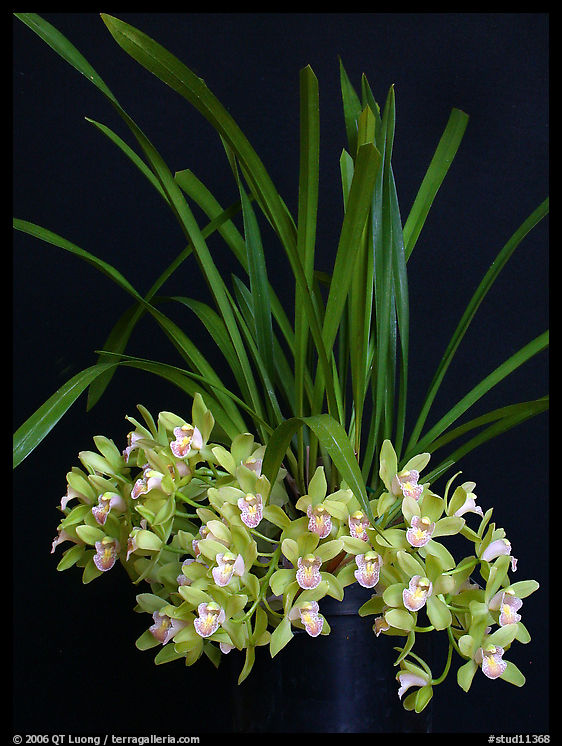 Cymbidium Saran Jean 'Karen'. A hybrid orchid