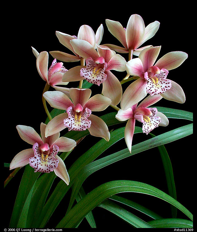 Cymbidium Showgirl. A hybrid orchid
