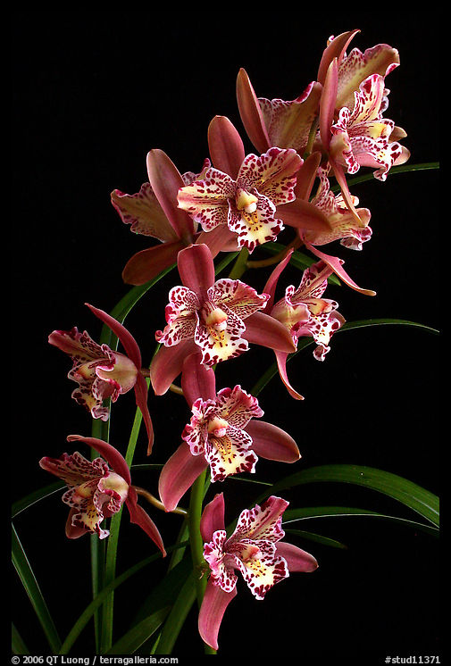 Cymbidium Strathdon 'Cooksbridge Fantasy''. A hybrid orchid