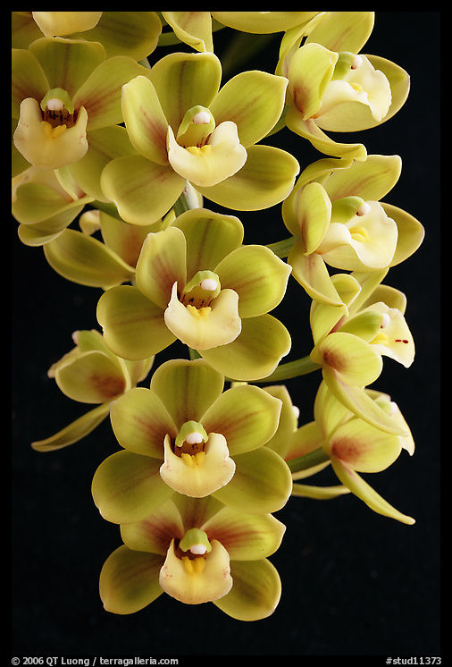 Cymbidium Sunshine Falls 'Butterball'. A hybrid orchid