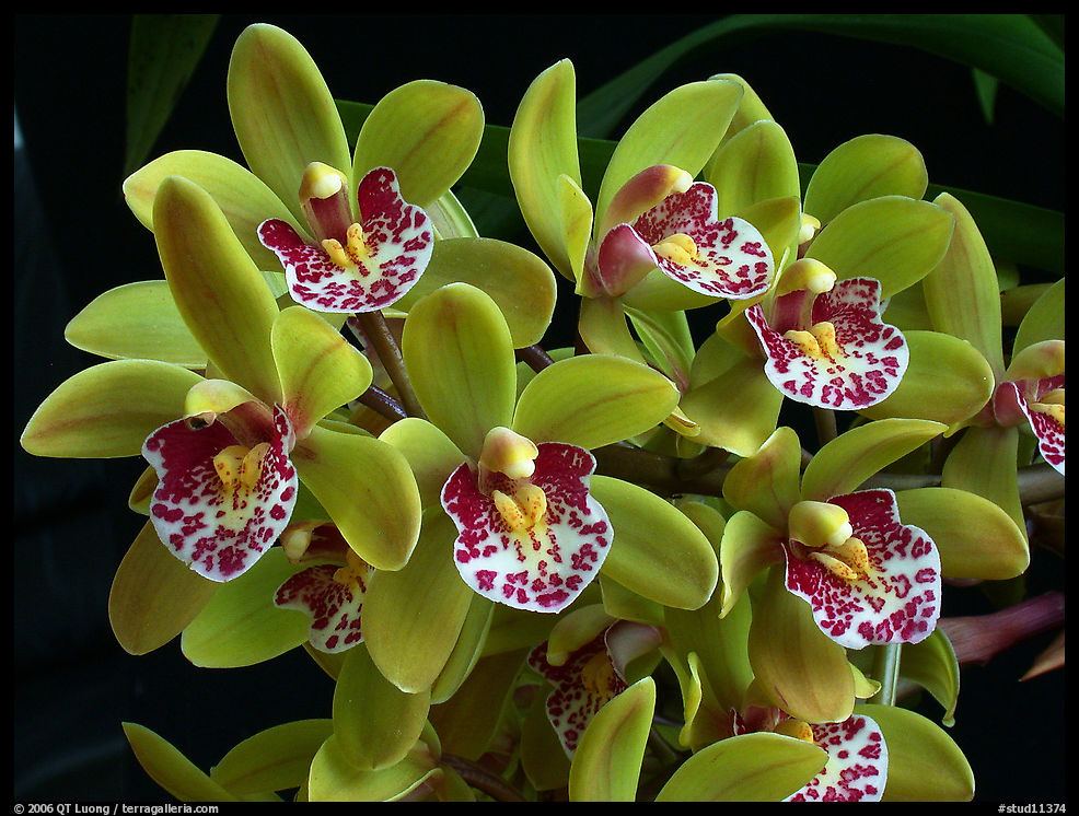 Cymbidium Tom Thumb 'Calliope'. A hybrid orchid