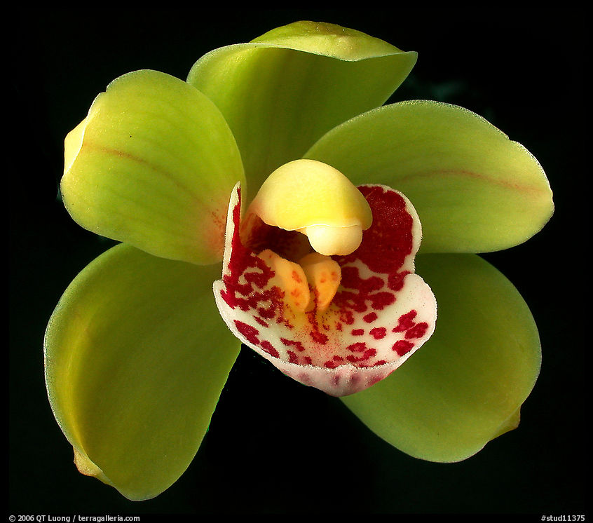 Cymbidium Tom Thumb 'Calliope'2. A hybrid orchid